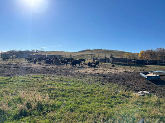 Bison in their paddock at Buffalo Pound