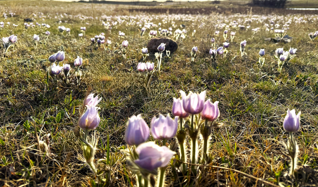 Reconnect with Nature: Experience the Magic of Buffalo Pound Eco Lodge This Summer