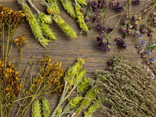 The Significance of Indigenous Medicine Walks: A Journey of Healing and Connection🌾🌱
