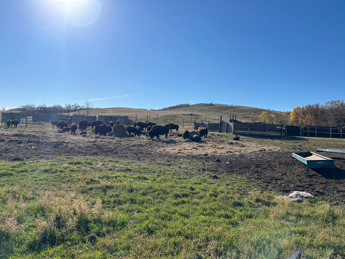 Bison in their paddock at Buffalo Pound 