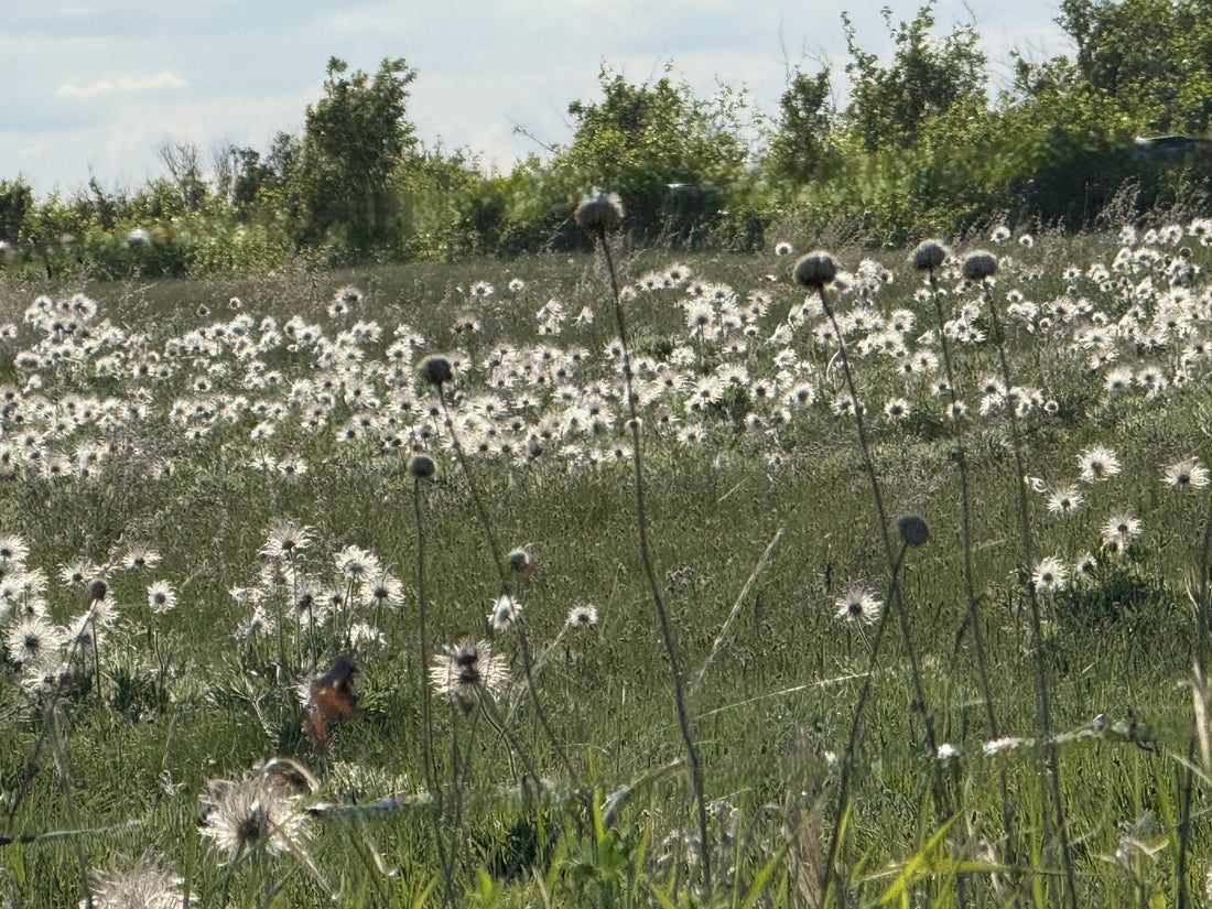 🌿 A Glimpse Into the Stillness: What’s Coming Soon at Buffalo Pound Eco Lodge 🌿