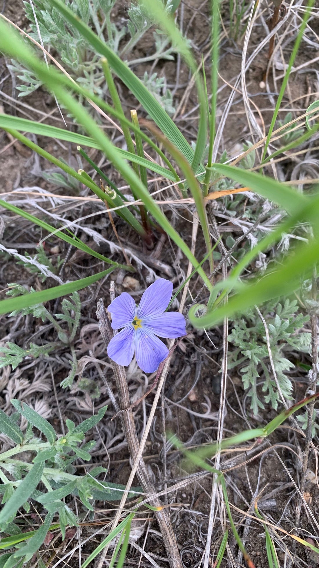 🌱STEP OUTSIDE. STAY BAREFOOT👣