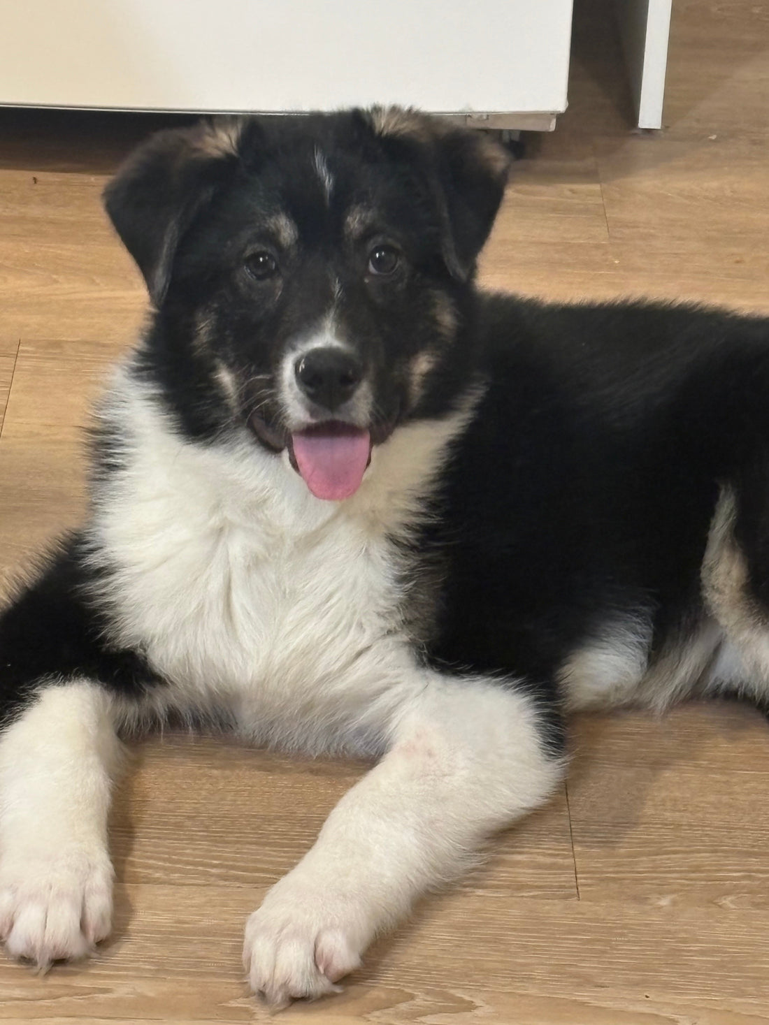 A bit of French flare (via Metis Ownership) and pups...